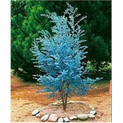 Cider Gum Eucalyptus Herb 20 Seeds - Eucalyptus gunnii