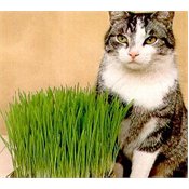 Green & White Catgrass (Sweet Barley for Cats)-25 grams